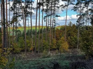 Prodej lesa, Štěchovice, 8586 m2