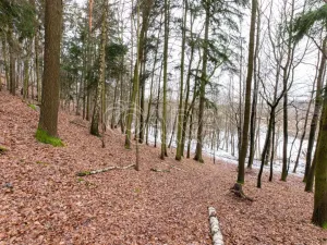 Prodej lesa, Velké Popovice, 19731 m2