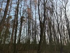 Prodej lesa, Velké Všelisy, 8197 m2