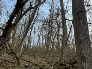 Prodej lesa, Velké Všelisy, 8197 m2