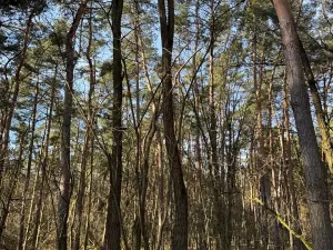 Prodej lesa, Vracov, 3963 m2