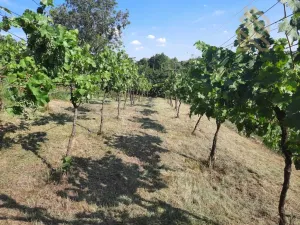 Prodej pozemku pro bydlení, Velké Žernoseky, 4490 m2