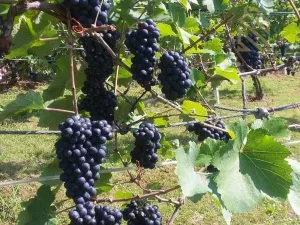 Prodej pozemku pro bydlení, Velké Žernoseky, 4490 m2