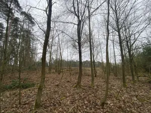 Prodej lesa, Blížejov - Lštění, 6627 m2