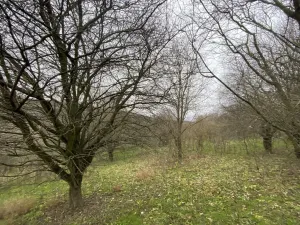 Prodej lesa, Šarovy, 11619 m2