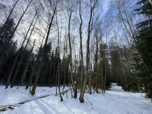 Prodej pozemku, Volfířov - Brandlín, 5958 m2