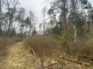 Prodej lesa, Blížejov - Lštění, 7793 m2