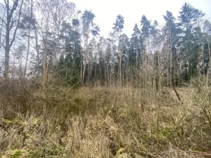 Prodej lesa, Blížejov - Lštění, 7793 m2