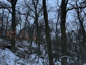 Prodej lesa, Kralupy nad Vltavou, 20392 m2