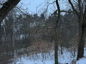 Prodej lesa, Kralupy nad Vltavou, 20392 m2