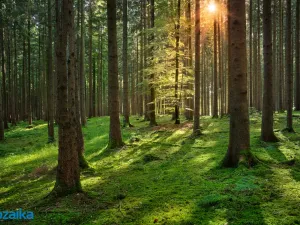 Prodej lesa, Strážná, 14738 m2