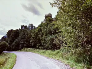 Prodej lesa, Dubnice, 2000 m2