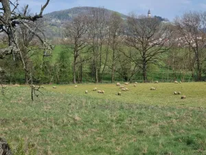 Pronájem pole, Štramberk, Novojičínská, 850 m2