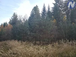 Prodej lesa, Borovany - Trocnov, 9174 m2