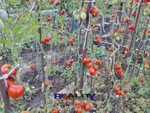 Prodej zahrady, Podbořany, Sídliště Míru, 241 m2