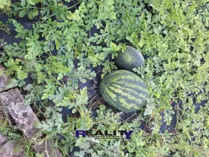 Prodej zahrady, Podbořany, Sídliště Míru, 241 m2