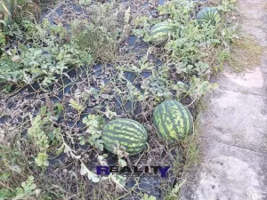 Prodej zahrady, Podbořany, Sídliště Míru, 241 m2