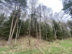 Prodej pozemku, Volfířov - Brandlín, 5958 m2