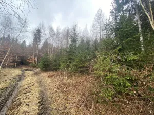 Prodej lesa, Kolinec - Buršice, 3423 m2