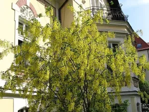 Pronájem bytu 2+kk, Liberec, Gorkého, 73 m2