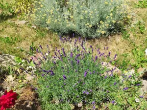 Pronájem bytu 2+1, Karlovy Vary - Stará Role, Okružní, 50 m2