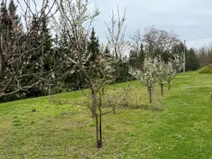 Prodej vily, Dolní Kounice, Zámecká, 270 m2