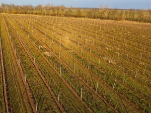 Prodej sadu/vinice, Troskotovice, 243931 m2