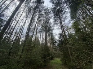 Prodej pozemku, Volfířov - Brandlín, 5958 m2