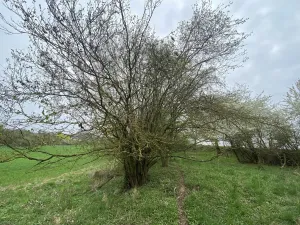 Prodej pozemku, Štětí - Brocno, 273 m2