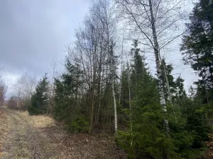 Prodej lesa, Kolinec - Buršice, 5195 m2
