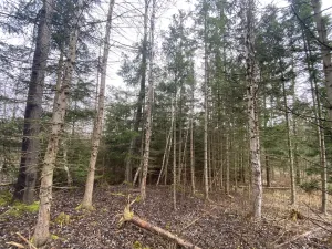 Prodej lesa, Kolinec - Buršice, 5195 m2