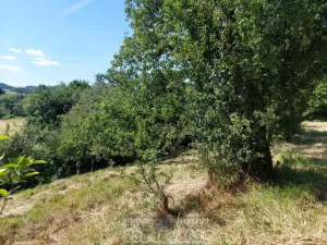 Pronájem zahrady, Krnov - Pod Bezručovým vrchem, Bruntálská, 400 m2