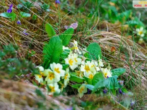 Prodej chaty, Samopše - Přívlaky, 36 m2