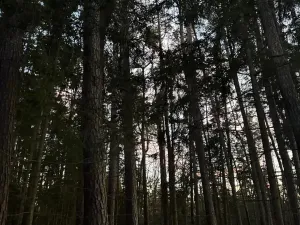 Prodej podílu lesa, Puclice, 12856 m2