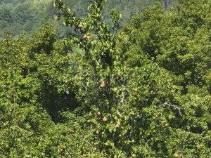 Prodej sadu/vinice, Vojkovice - Jakubov, 199287 m2