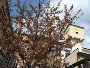 Pronájem ordinace, Hradec Králové, Pospíšilova, 55 m2