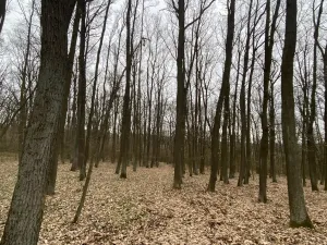 Prodej lesa, Silůvky, 2829 m2