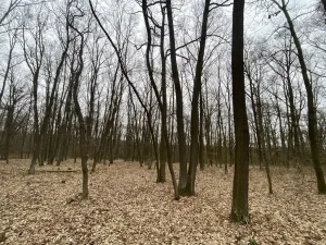 Prodej lesa, Silůvky, 2829 m2