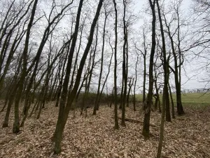 Prodej lesa, Silůvky, 174 m2