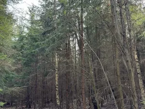 Prodej lesa, Rájec, 5476 m2