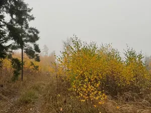 Prodej lesa, Úboč, 13538 m2