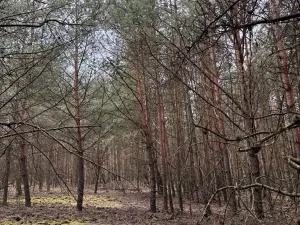 Prodej podílu lesa, Račice, 38354 m2