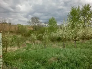 Prodej zahrady, Kunovice, 878 m2