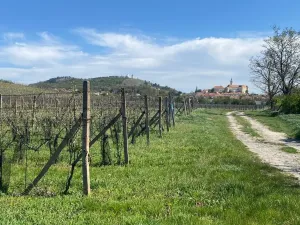 Prodej sadu/vinice, Mikulov, Nová, 4809 m2