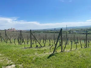 Prodej sadu/vinice, Mikulov, Nová, 4809 m2