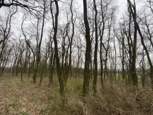 Prodej lesa, Silůvky, 3896 m2