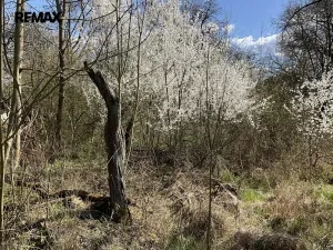 Prodej pozemku pro bydlení, Lično, 3131 m2