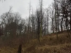 Prodej podílu lesa, Pertoltice, 4226 m2