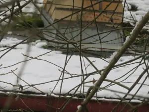 Dražba chaty, Zlatá Koruna, 10 m2