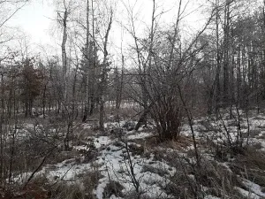 Prodej lesa, Řípec, 27546 m2